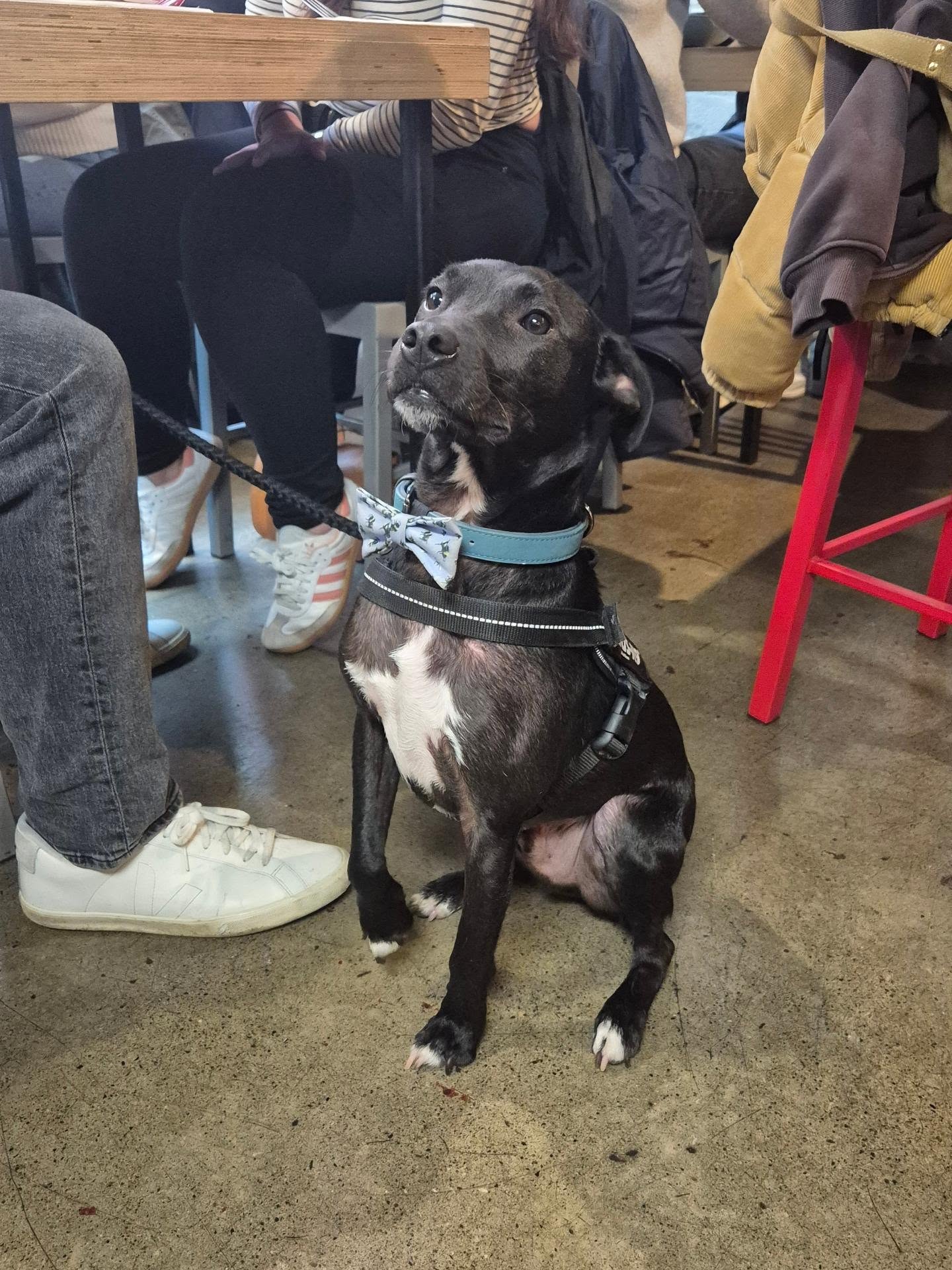 Some recent four legged friends that visited Urbanity.

Dublin's original dog friendly café 🐶🐾